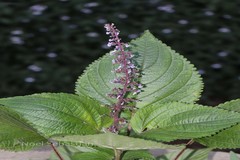 Plectranthus malabaricus